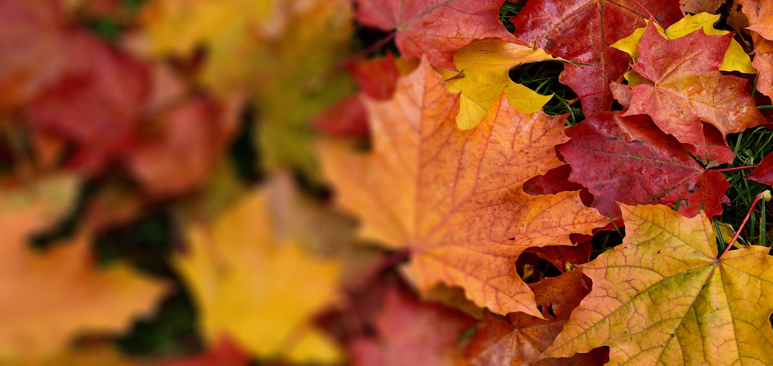 Borough of Conshohocken 2026 Leaf Collection Schedule