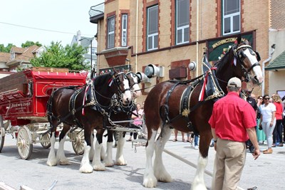 Budweiser Clydesdales coming to Conshohocken on April 7